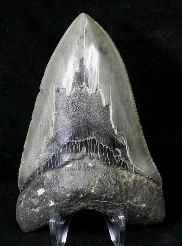 Razor Sharp Megalodon Tooth - Georgia #19065
